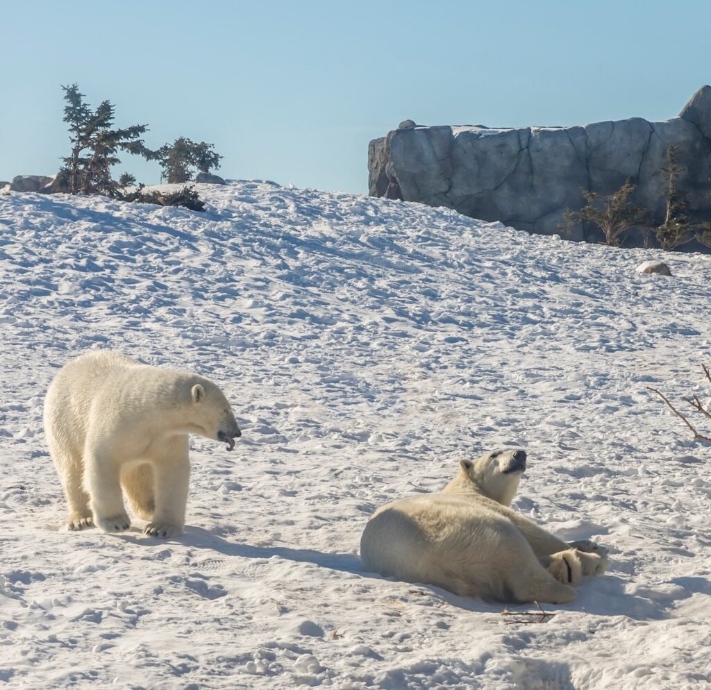 two polar bears playing on snow